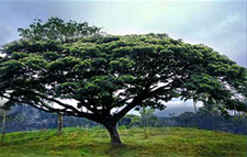 Belize Mahogany tree