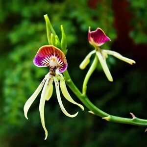 Belize flower