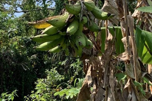Mature banana trees