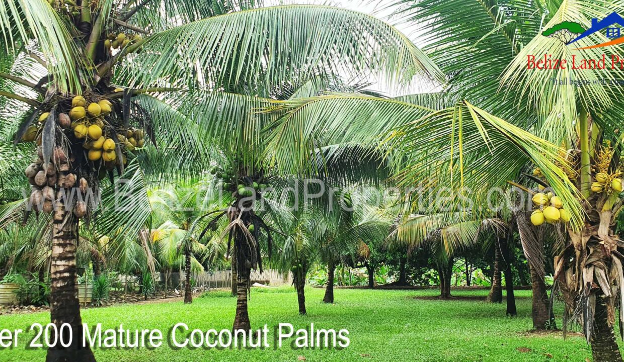 Coconut-Farm-for-sale-on-Mullins-River-Belize-scaled