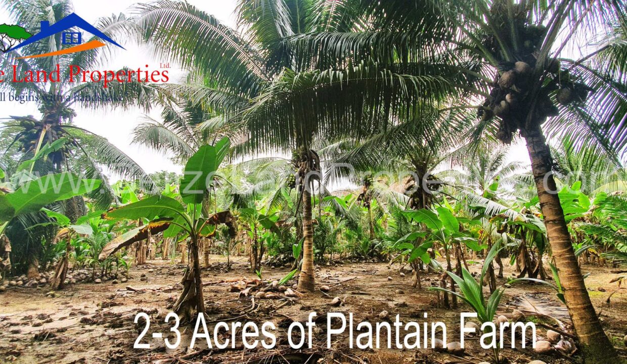 Farm-in-Belize-For-Sale-scaled