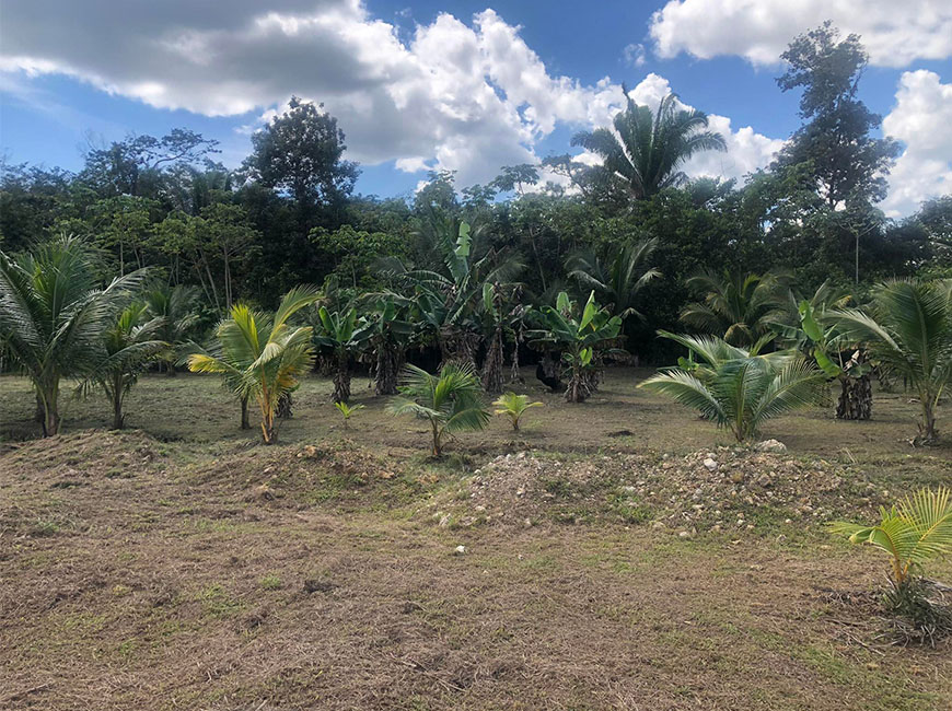 Farm-in-Belize