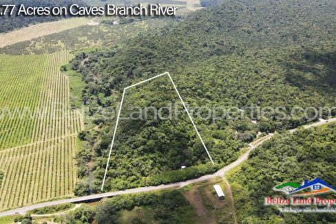 Jungle-and-River-Belize-Real-Estate-For-Sale