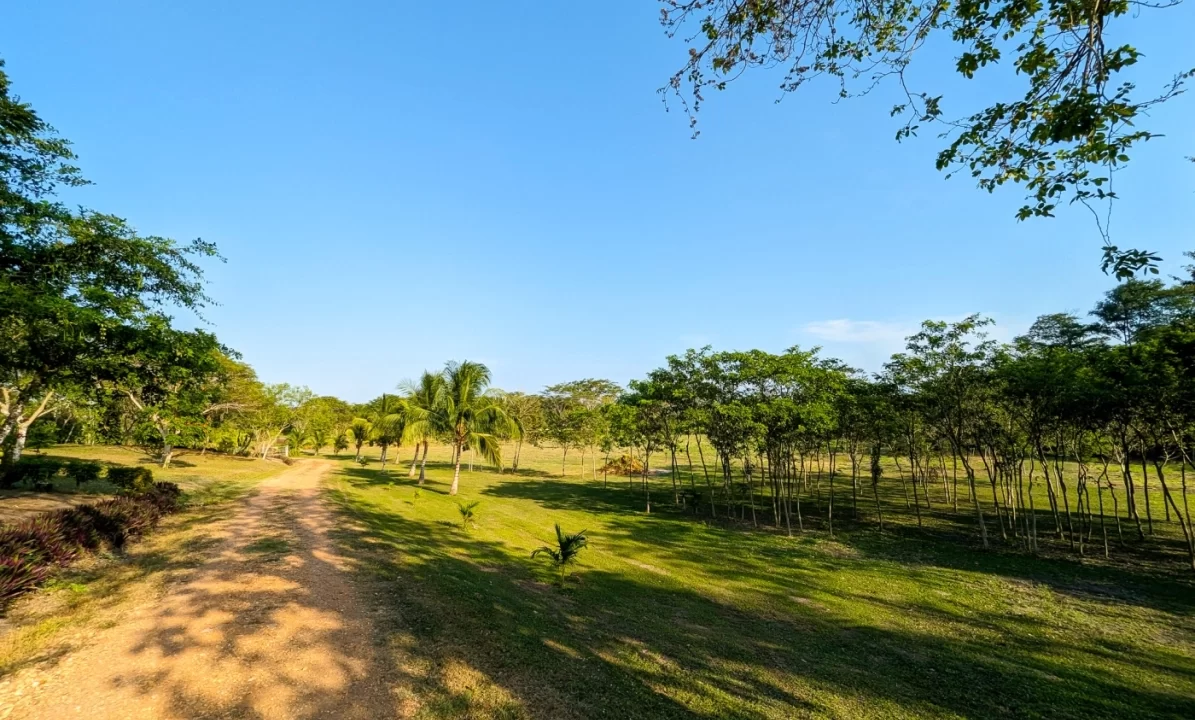 Bullet-Tree-Property-For-Sale-30-scaled