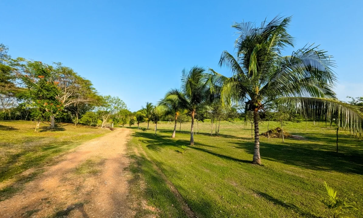 Bullet-Tree-Property-For-Sale-32-scaled
