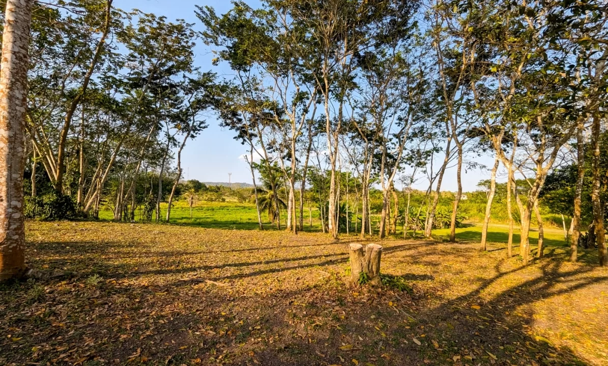 Bullet-Tree-Property-For-Sale-35-scaled