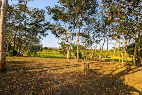 Bullet-Tree-Property-For-Sale-35-scaled