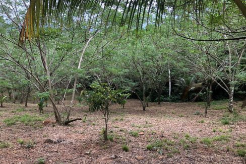 Jungle lots for Sale in Belize