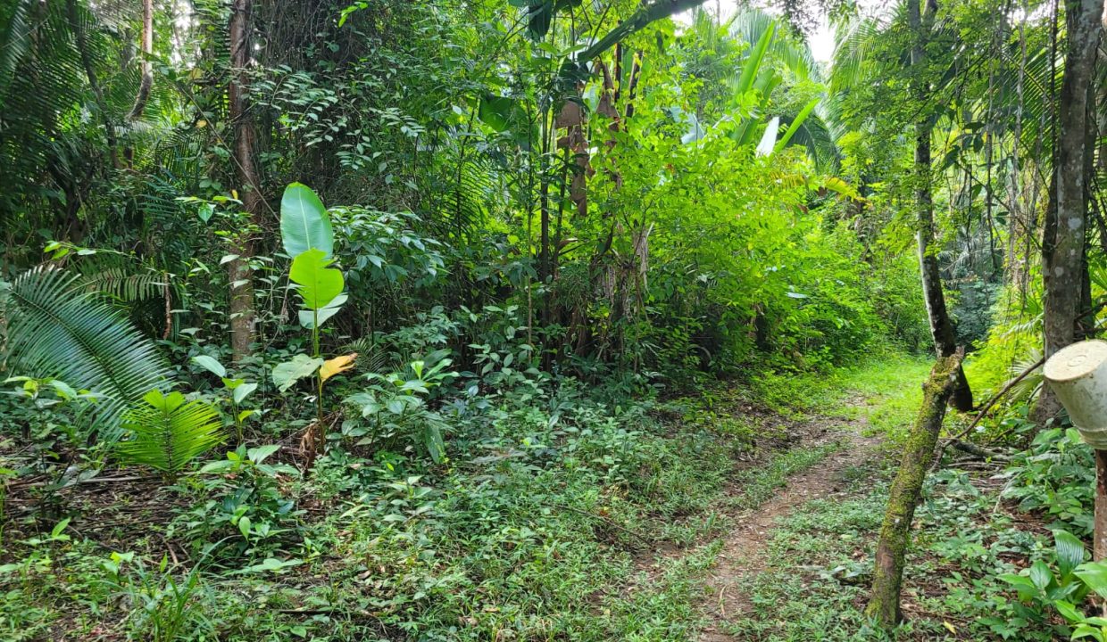 Farmland-for-sale-in-Belize