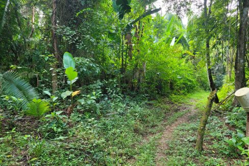 Farmland-for-sale-in-Belize