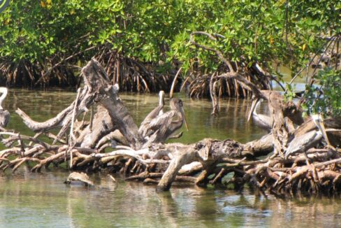 PI0025-Tarpon-Caye-Mangrove-scaled-1170x600-c-center
