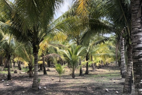 Coconut-trees-1-1170x600-c-center