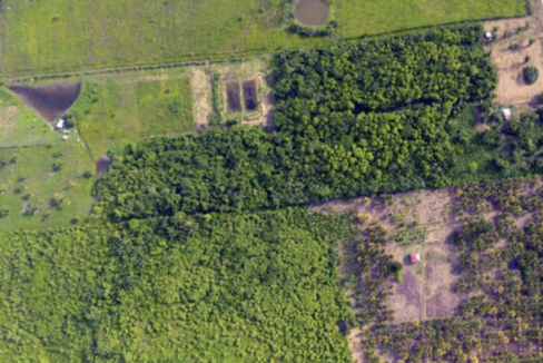 Farmland-coconut-and-lime-trees-1-1170x600-c-center