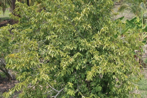 Mature-Lime-tree-1-1170x600-c-center