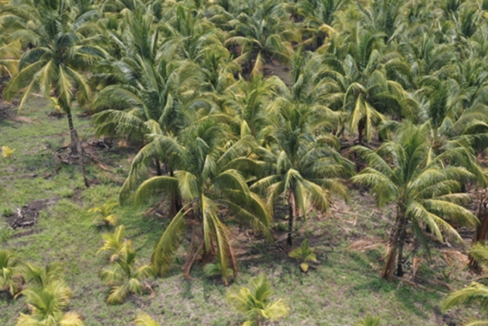 Mature-coconut-trees-aerial-view-1-1170x600-c-center