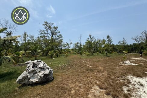 big-rock-young-coconut-trees-scaled-800x0-c-center