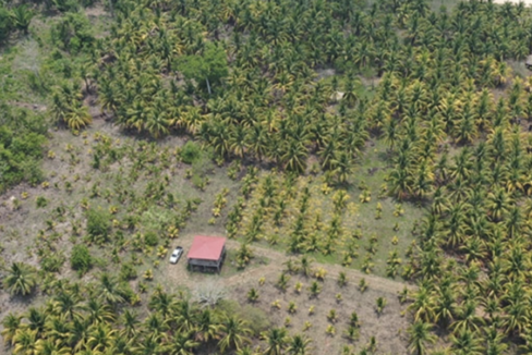 lime-and-coconut-farm-aerial-view-1-1170x600-c-center