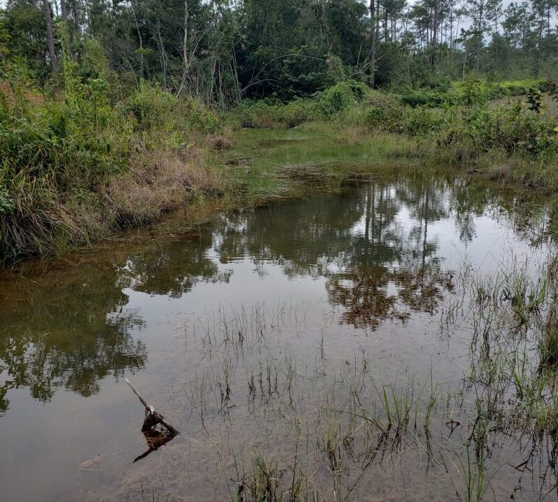 water-pond-scaled-e1730326939912-800x0-c-center