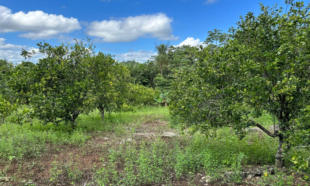 Land20for20Sale20Hummingbird20Highway20Cayo20Belize2004