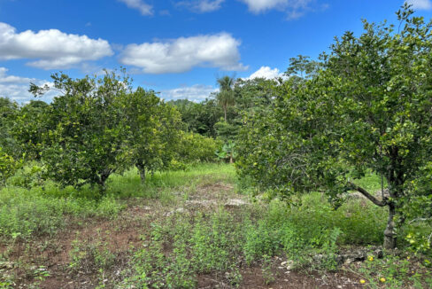 Land20for20Sale20Hummingbird20Highway20Cayo20Belize2004