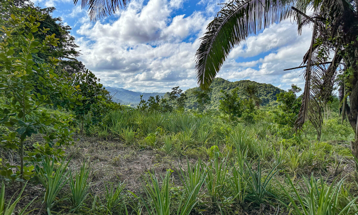 Land20for20Sale20Hummingbird20Highway20Cayo20Belize2007