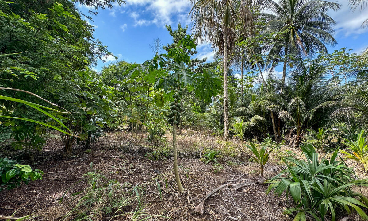 Land20for20Sale20Hummingbird20Highway20Cayo20Belize2032