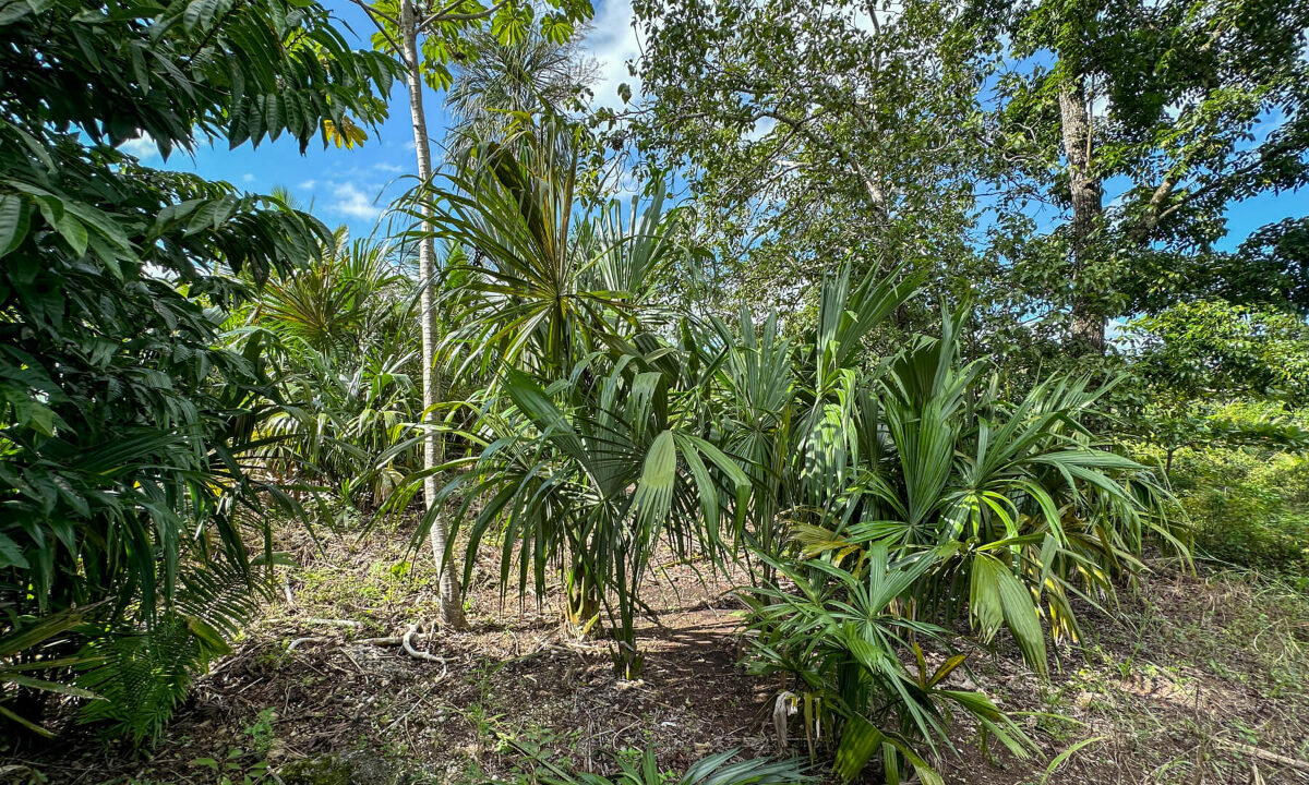 Land20for20Sale20Hummingbird20Highway20Cayo20Belize2033