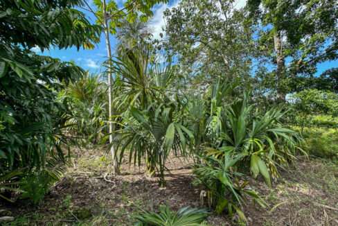 Land20for20Sale20Hummingbird20Highway20Cayo20Belize2033