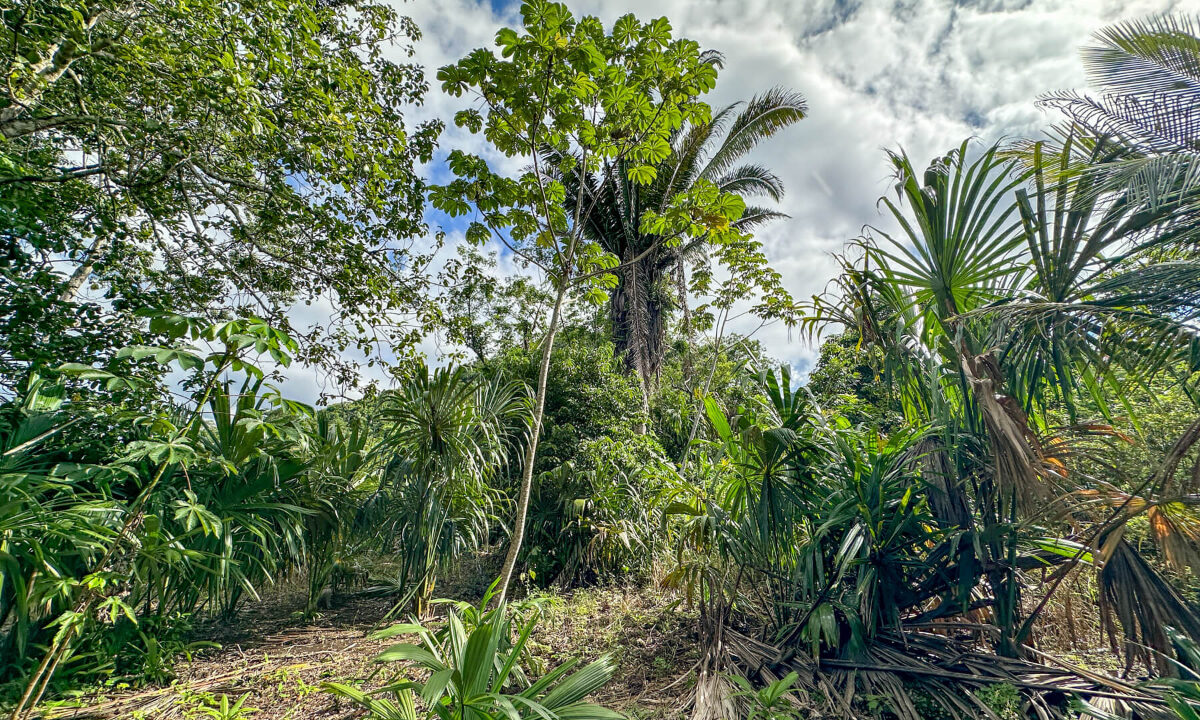 Land20for20Sale20Hummingbird20Highway20Cayo20Belize2034