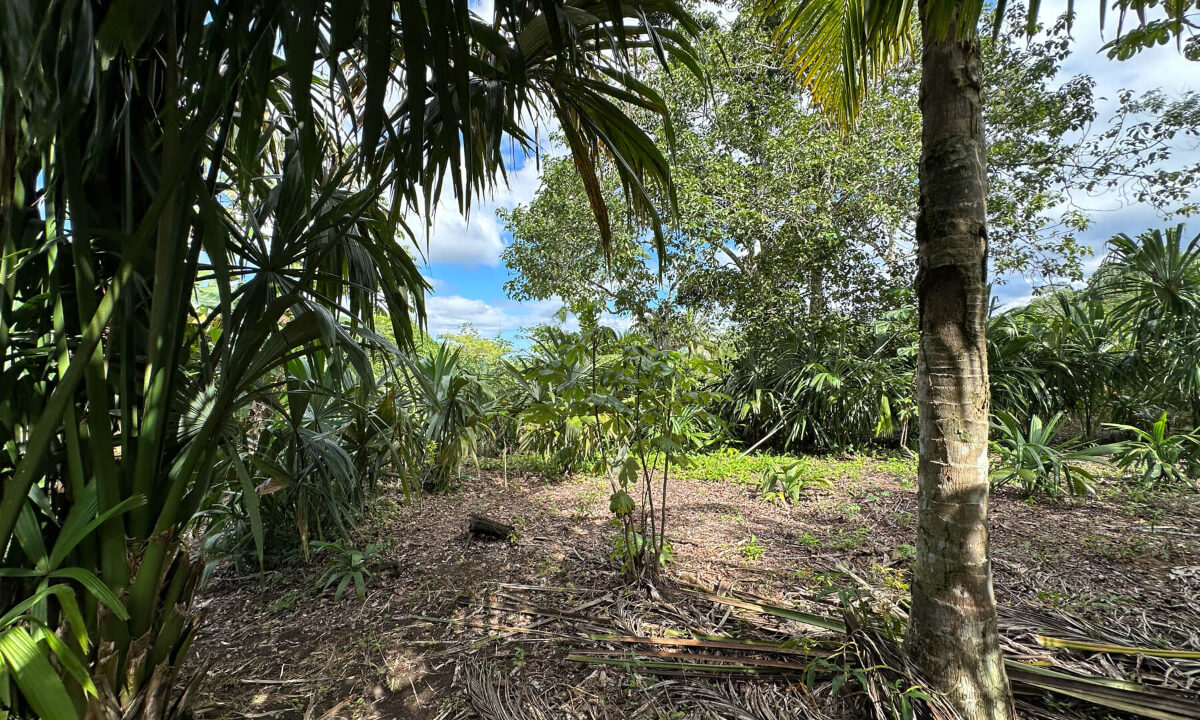 Land20for20Sale20Hummingbird20Highway20Cayo20Belize2035