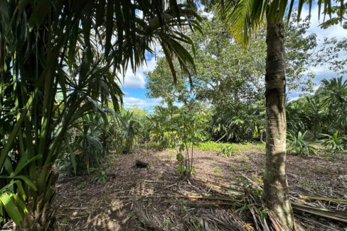 Land20for20Sale20Hummingbird20Highway20Cayo20Belize2035