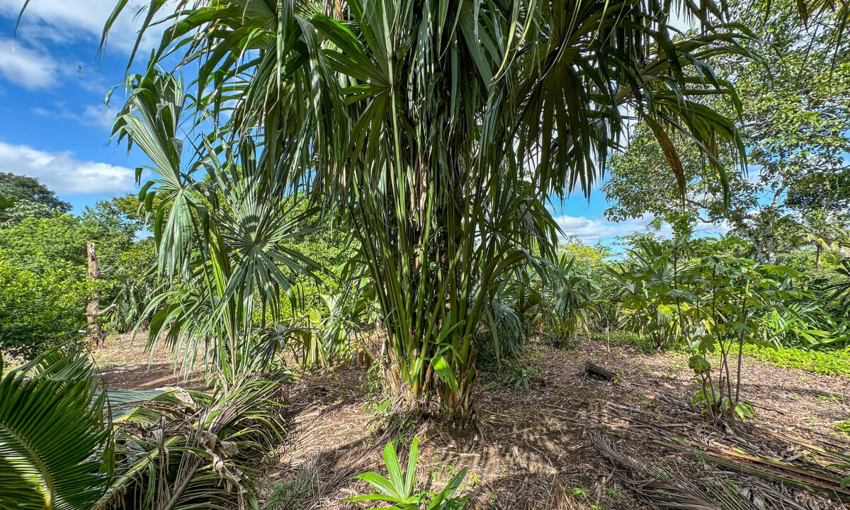 Land20for20Sale20Hummingbird20Highway20Cayo20Belize2036