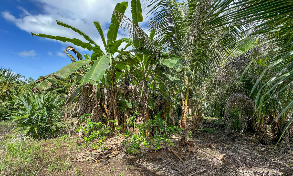 Land20for20Sale20Hummingbird20Highway20Cayo20Belize2037