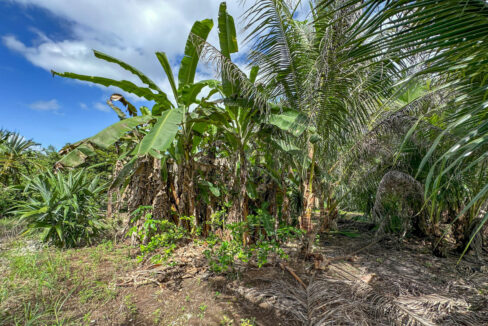 Land20for20Sale20Hummingbird20Highway20Cayo20Belize2037