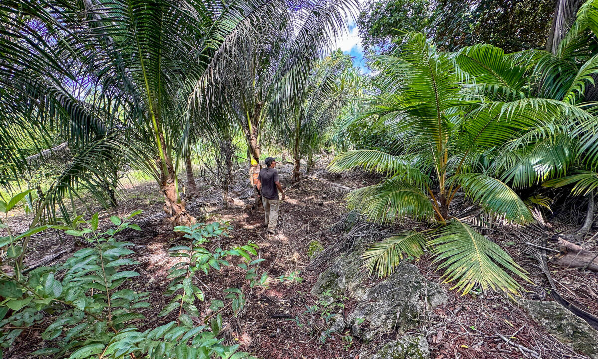 Land20for20Sale20Hummingbird20Highway20Cayo20Belize2038