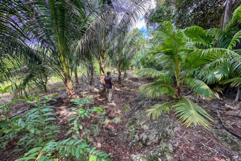 Land20for20Sale20Hummingbird20Highway20Cayo20Belize2038