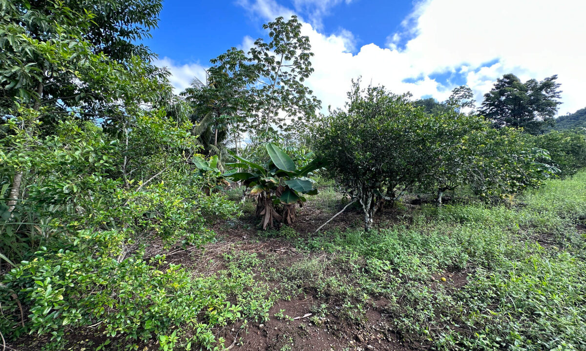 Land20for20Sale20Hummingbird20Highway20Cayo20Belize2039