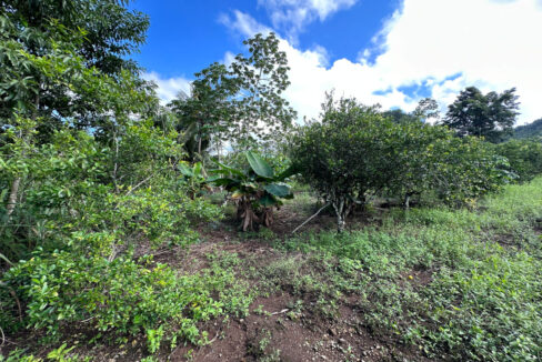Land20for20Sale20Hummingbird20Highway20Cayo20Belize2039