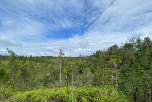12016_2a090395_original_4