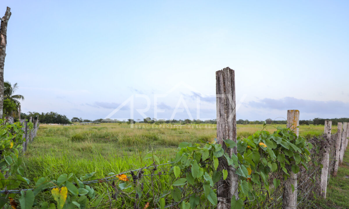 12016_b86de0f8_original_13