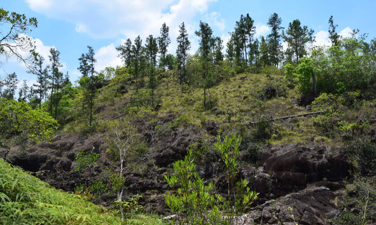 2020Acres20Privassion20Creek20Mountain20Pine20Ridge20022