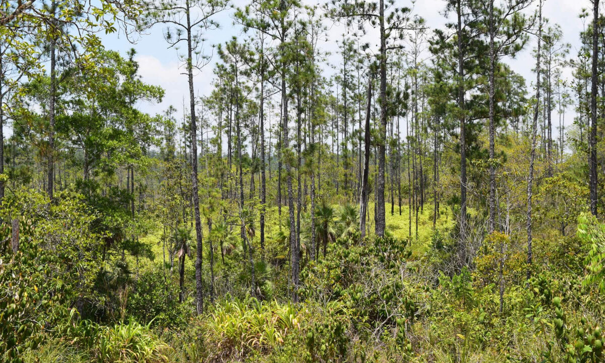 2020Acres20Privassion20Creek20Mountain20Pine20Ridge20023