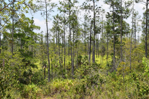 2020Acres20Privassion20Creek20Mountain20Pine20Ridge20023
