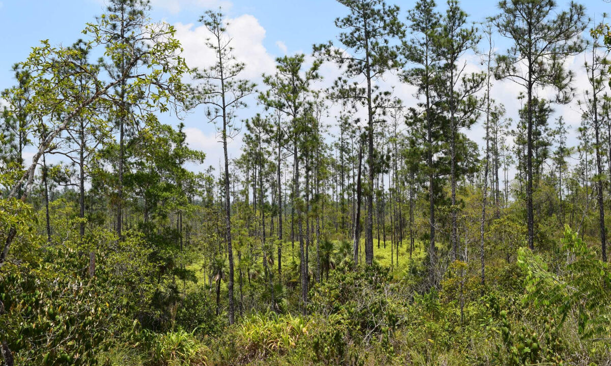 2020Acres20Privassion20Creek20Mountain20Pine20Ridge20024