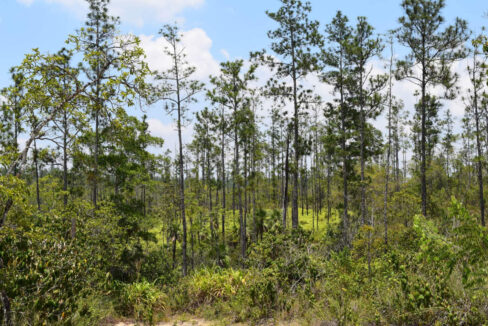 2020Acres20Privassion20Creek20Mountain20Pine20Ridge20024