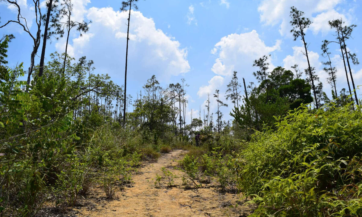 2020Acres20Privassion20Creek20Mountain20Pine20Ridge20025
