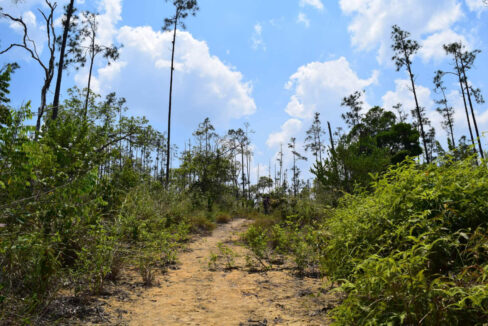 2020Acres20Privassion20Creek20Mountain20Pine20Ridge20025