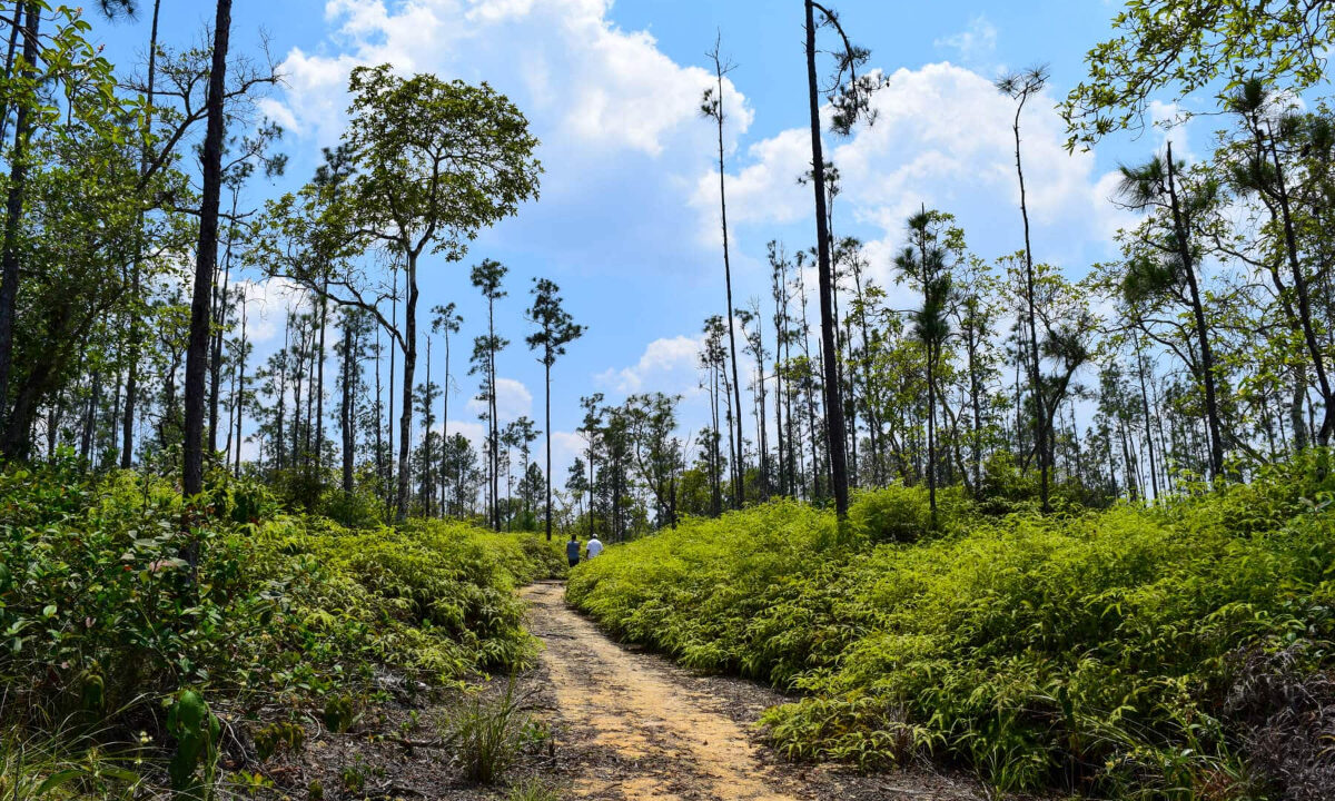 2020Acres20Privassion20Creek20Mountain20Pine20Ridge20026