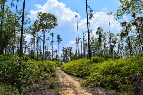 2020Acres20Privassion20Creek20Mountain20Pine20Ridge20026