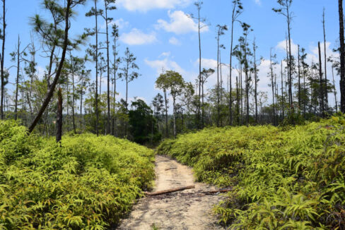 2020Acres20Privassion20Creek20Mountain20Pine20Ridge20027